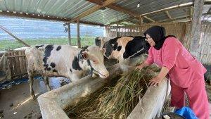 20250520-sapi-ambarawa.jpg
