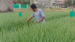 20250804-petani-bawang-brebes.jpg