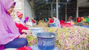 20250926-petani-bawang-merah-grobogan.jpg