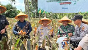 20250927-panen-jagung-polresta-cilacap.jpg