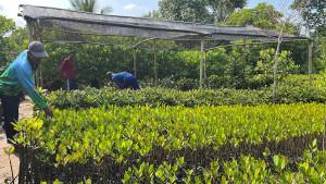 20250928-Bibit-Mangrove-Simanja.jpg