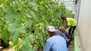 20251012-panen-melon-purbalingga.jpg