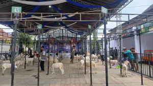 20251019-Kontes-Domba-Wonosobo.jpg