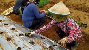 20251020-uji-varietas-bawang-wonosobo.jpg