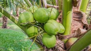 23092025-ilustrasi-pohon-kelapa-pohon-kelapa-genjah.jpg