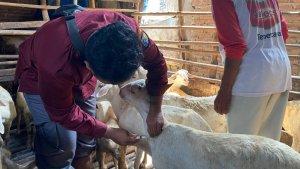 30062025-petugas-dpp-demak-suntik-vitamin-kepada-doma-terkena-orf-atau-bereng.jpg
