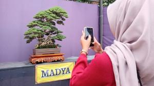 Bonsai-800-juta-kudus.jpg