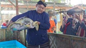 Konservasi-penyu-cilacap.jpg