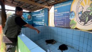 Konservasi-penyu-di-cilacapp.jpg