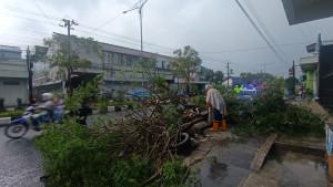 Pohon-tumbang-di-purbalingga.jpg