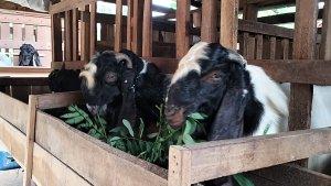 kambing-blora-ok.jpg