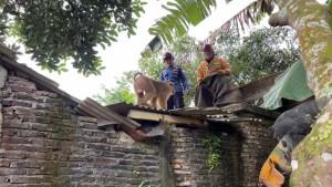 monyet-lepas-kroya-cilacap.jpg