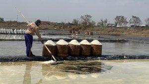 petani-garam-kedungmalang-jepara-panen-rabu-11122024.jpg