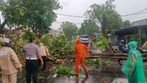 pohon-tumbang-kalimanah.jpg