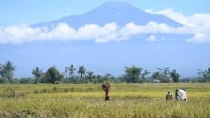 purbalingga-cerah-okke.jpg
