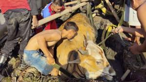sapi-terperosok-banyumas.jpg