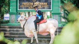 wisudawan-UNS-menunggangi-sapi-rayakan-wisuda.jpg