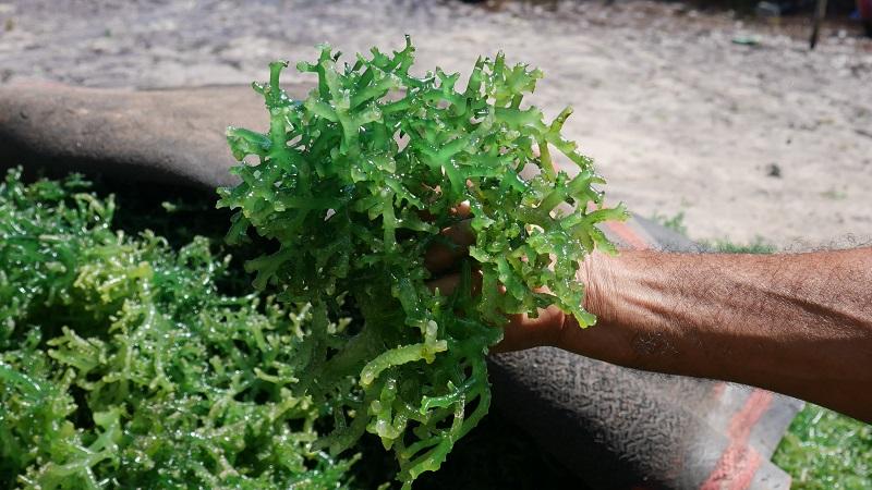 07112025-rumput-laut-karimunjawa-jepara.jpg
