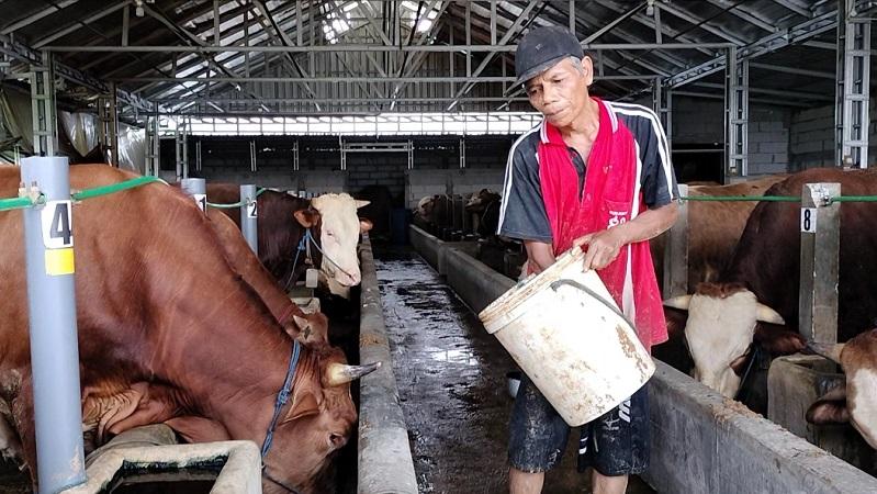 Jamu Semangat Jadi Menu Wajib Sapi di Rumah Penggemukan Semarang, Siapkan Ternak Jelang Iduladha
