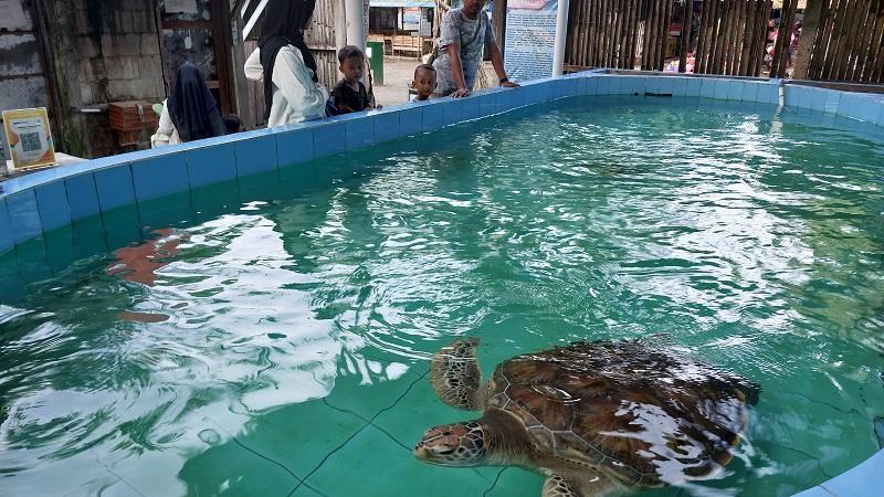 20260424-pengunjung-melihat-penyu-hijau-di-konservasi-penyu-pantai-kembar-kebumen.jpg