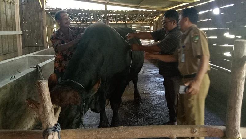 20260428-sapi-bobot-1-ton-petani-blora-diusulkan-jadi-hewan-kurban-presiden.jpg