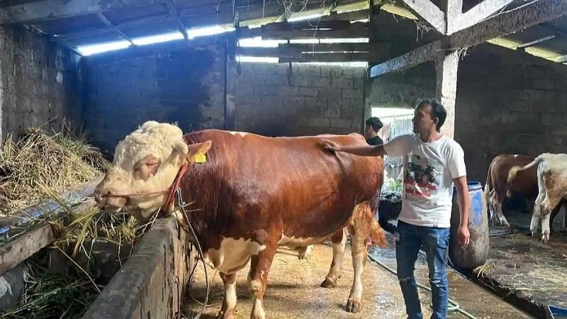 20260512-sapi-kurban-presiden-prabowo-di-wonosobo.jpg