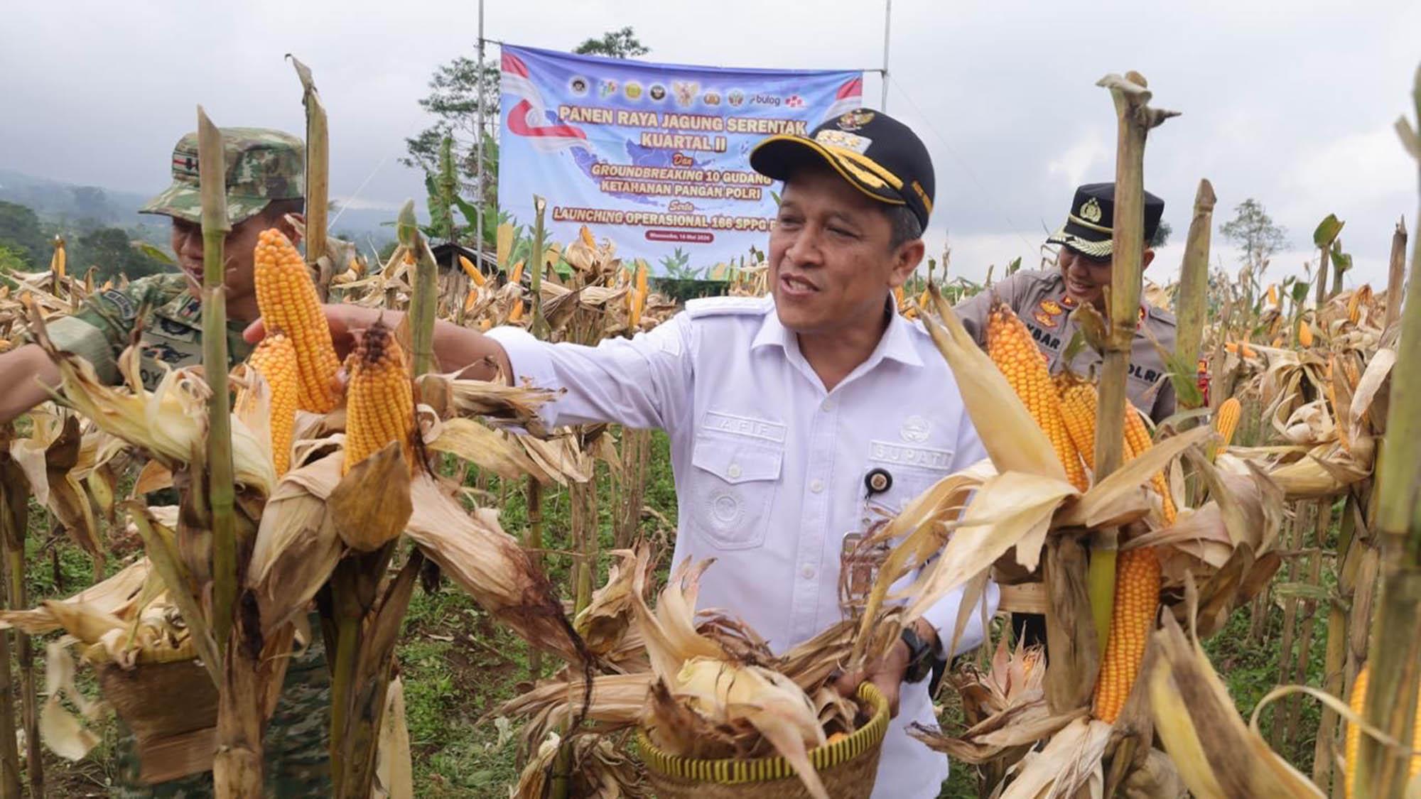 20260516-panen-raya-jagung-candirejo-wonosobo.jpg