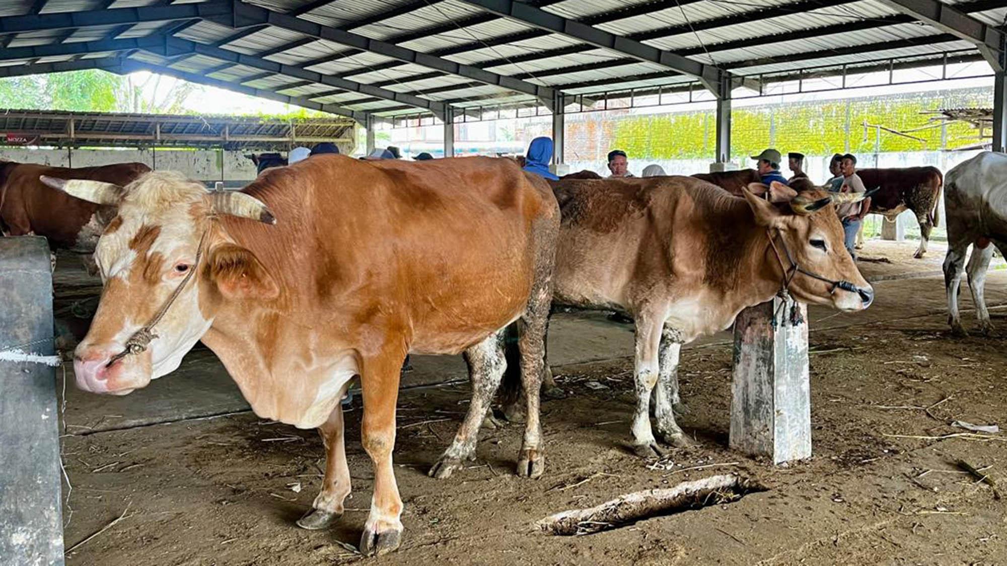 20260524-suasana-transaksi-hewan-kurban-pasar-wonolelo-wonosobo.jpg