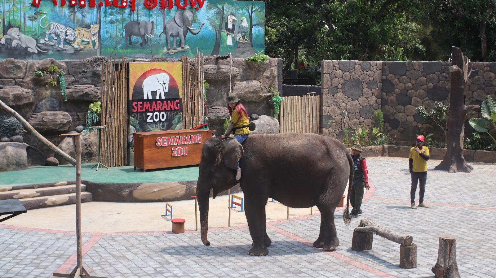 Gajah-di-semarang-zoo.jpg