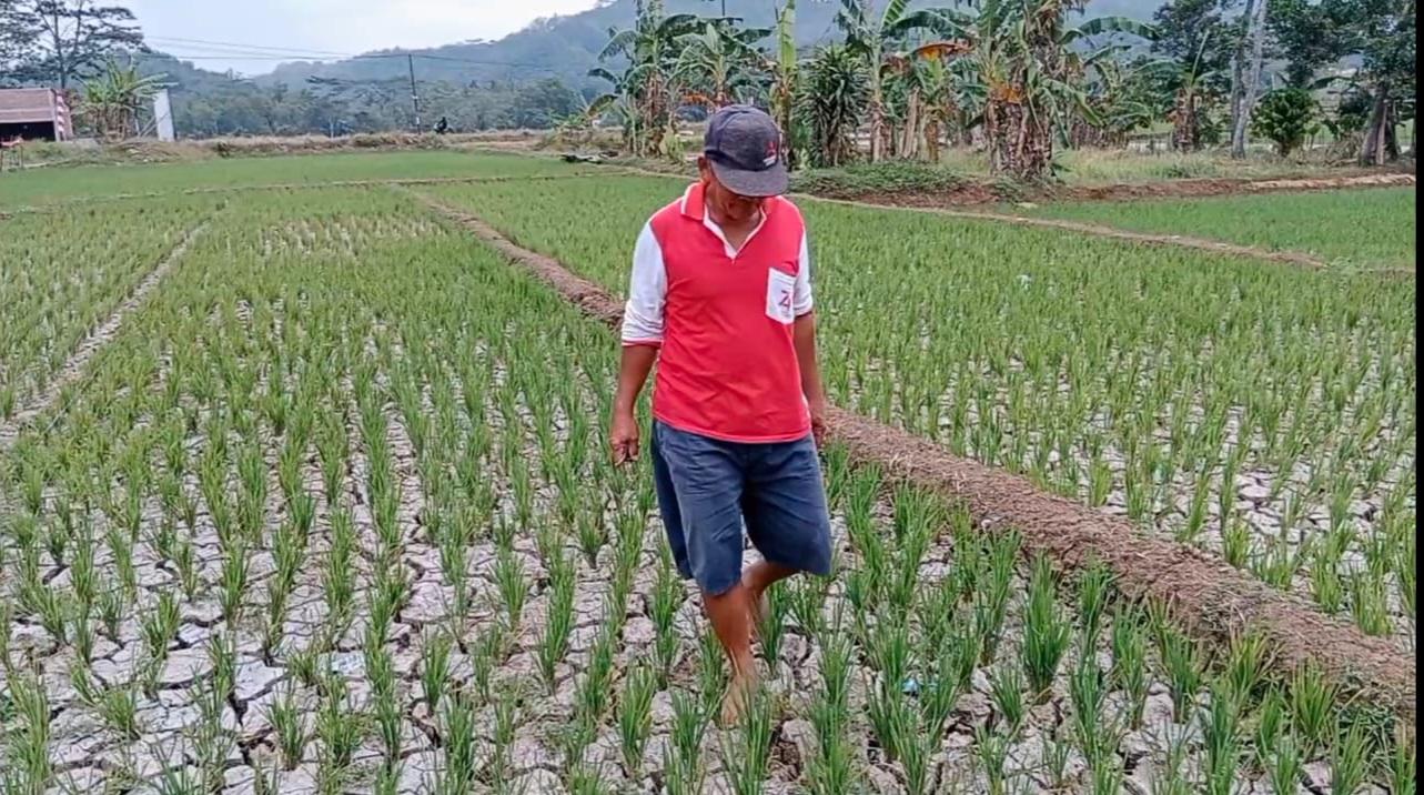 Kekeringan-di-Banyumas-lahan-pertanian.jpg