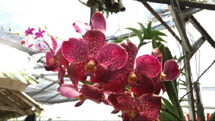 Tips Merawat Tanaman Anggrek agar Bunga Awet Mekar, Tak Butuh Banyak Air dan Pupuk