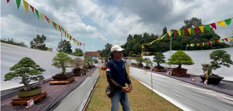 Bonsai Pemenang Kontes di Batang Ditawar Hingga Semiliar
