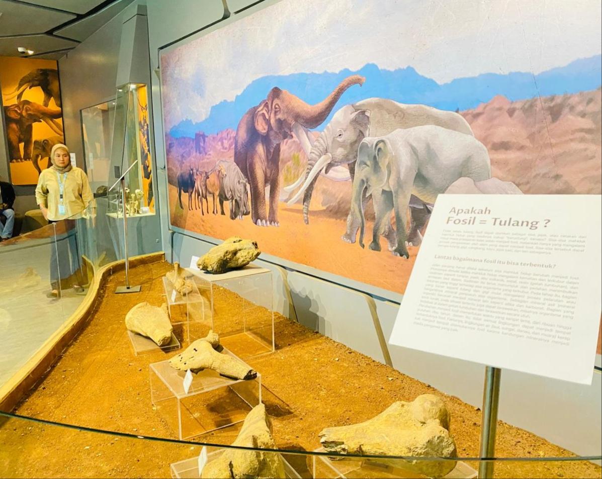 Hanya 5 Menit dari Alun-alun Tegal, Museum Semedo Punya Fosil Kera Besar Gigantopithecus
