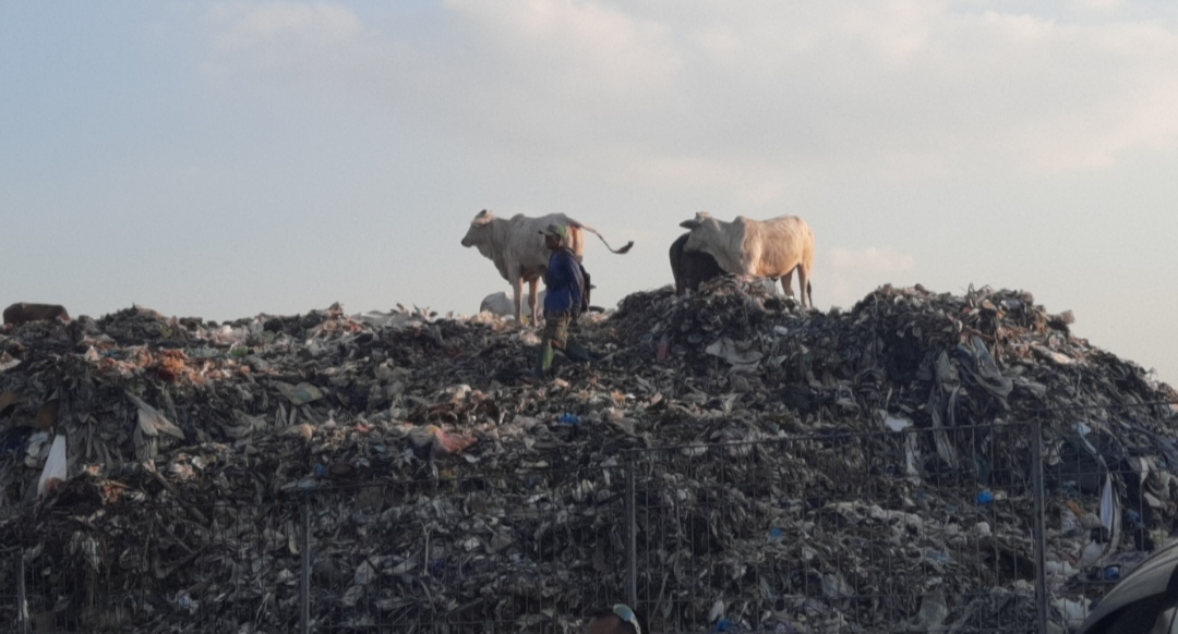 Sapi-makan-sampah-Jatibarang.jpg