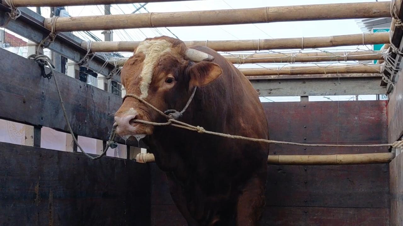 Sapi-presiden-Banyumas-a.jpg
