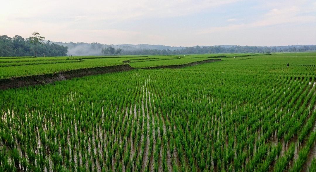 Sawah-Pemalang.jpg