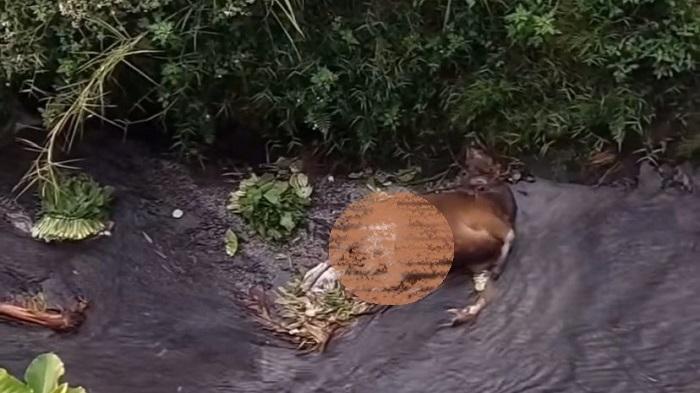 Warga Kalongan Semarang Geger! Temukan Bangkai Sapi Melepuh di Bawah Jembatan Kresek