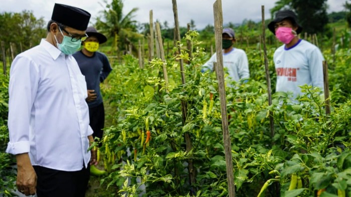 Pascakasus Cabai Dicat, Bupati Temanggung: Cabai Merahnya Asli, Segarnya Asli, Hasil Panen Langsung