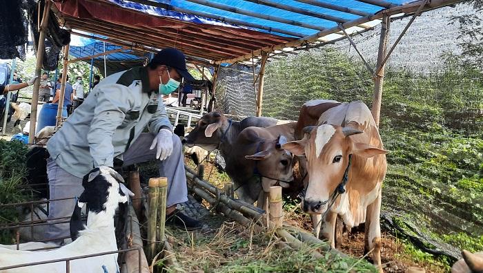 dokter-hewan-dispertan-kota-semarang-memeriksa-ternak-di-lapak-hewan-kurban.jpg