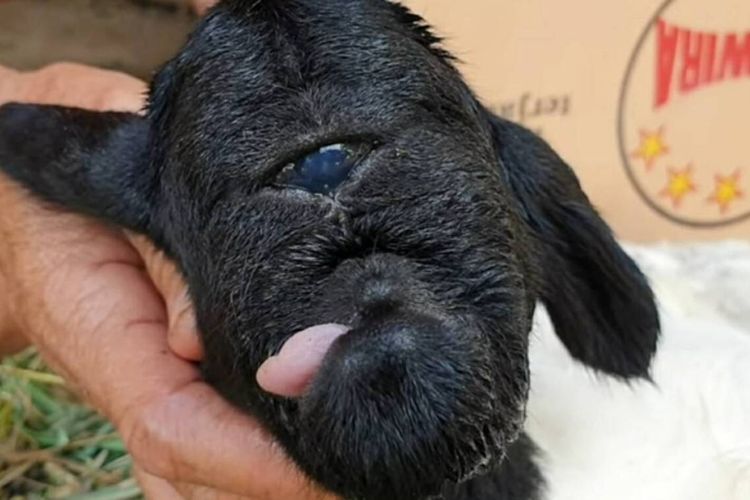 Heboh Anak Domba Bermata Satu di Sumedang, Pipih: Ini Lahir Cacat, tapi Semoga Membawa Berkah