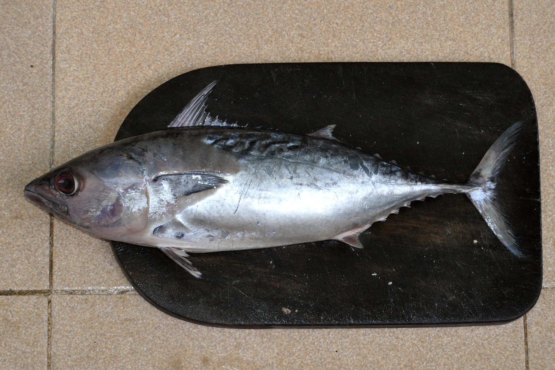 ikan-tongkol.jpg