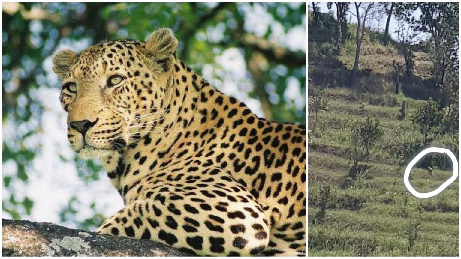 Benarkah Ada Macan Tutul di Objek Wisata Menganti Kebumen? BKSDA Katakan Sebaliknya