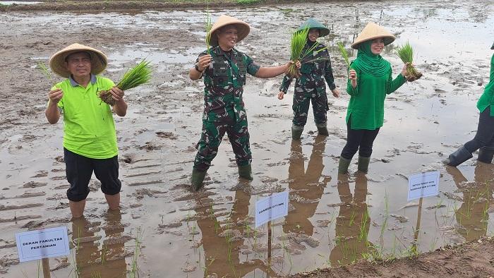 Bantu Atasi Stunting, Korem Wijayakusuma dan Unsoed Purwokerto Tanam Padi Protein Tinggi untuk Warga