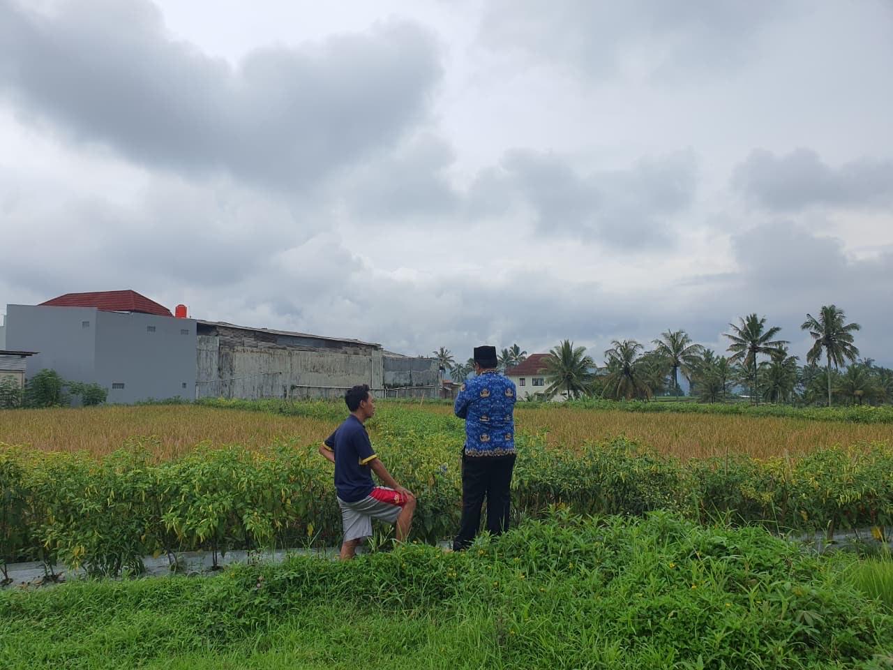 Kisah Yanuardi Pemuda Wonosobo Sulap Pematang Sawah Jadi Ladang Cuan