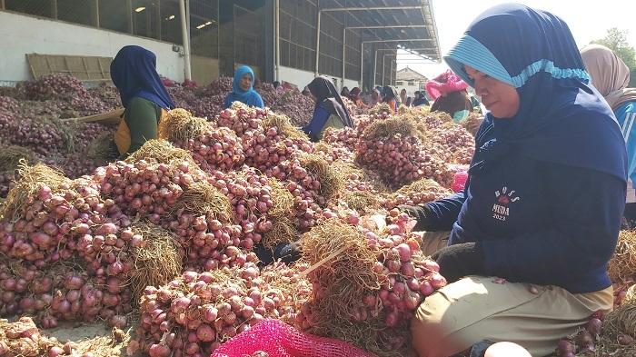 pekerja-membersihkan-bawang-merah-baru-saja-panen-di-brebes-rabu-18102023.jpg
