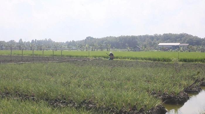 Harga Bawang Merah di Blora Tembus Rp40 Ribu Per Kg, Petani Berharap Harga Tak Anjlok saat Panen