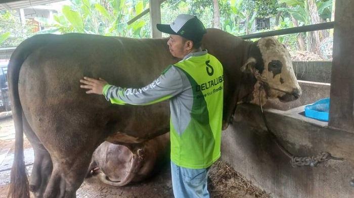 peternak-sapi-gunungpati-semarang-miliki-sapi-11-ton-dijual-Rp150-juta-untuk-hewan-kurban.jpg