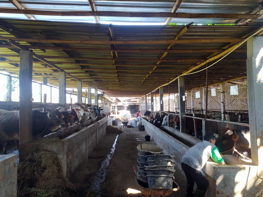 Peternakan Sapi Perah Terbesar di Indonesia Segera Hadir di Brebes, Produksi Susu Mulai 2027