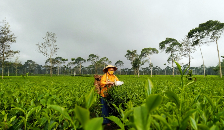 petik-dauh-teh-wonosobo.jpg