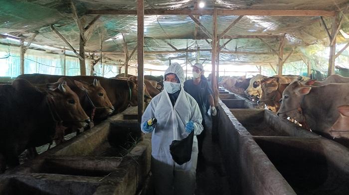 Konsumsi Sapi Mati, 17 Warga Gunungkidul Tunjukkan Gejala Antraks